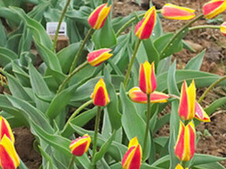 Giuseppe Verdi Tulipa Kaufmanniana
