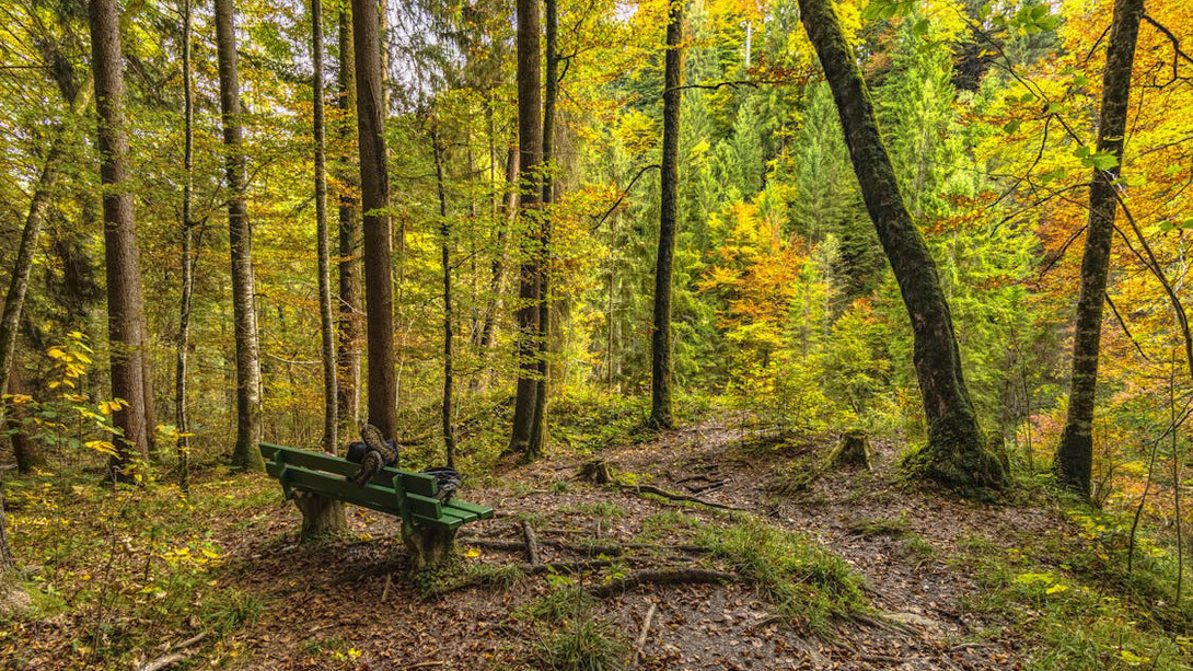 Amidst the tranquility of the forest, we reflect on how breaking free from our automated responses can lead to a more mindful and dynamic existence