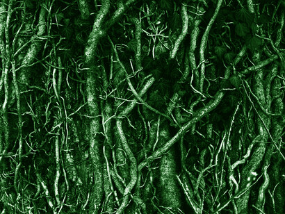 About three trillion trees on Earth survive through symbiosis with an underground network of fungi