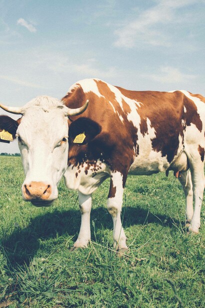 A single cow produces between 69 to 120 kilograms of methane gas per year