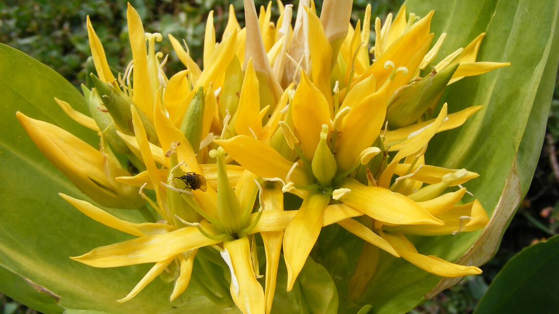 Gentiana lutea, infiorescenza