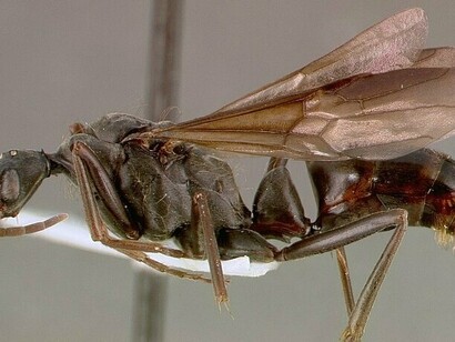 Profilo di una formica Pachycondyla analis