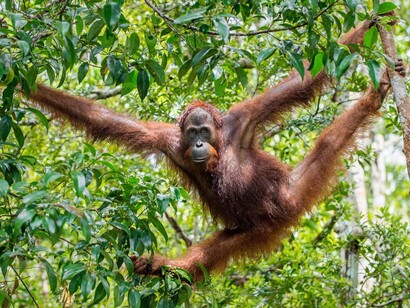 Many species of monkeys disappear