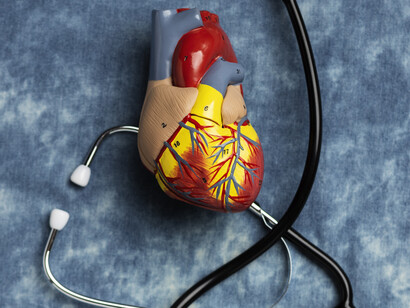 An educational heart model paired with a stethoscope