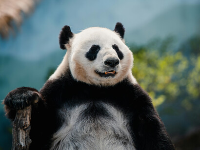 A panda bear, an international symbol of conservationists