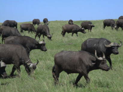 The African buffalo