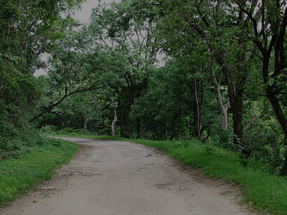 Discover the scenic ghat road at Anamalai Tiger Reserve in Pollachi, India, for an unforgettable experience