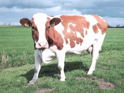 The belch of a cow produces methane gas