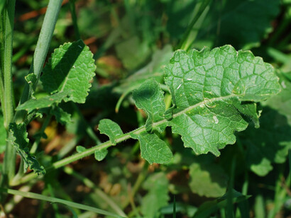 Sinapis arvensis, foglia