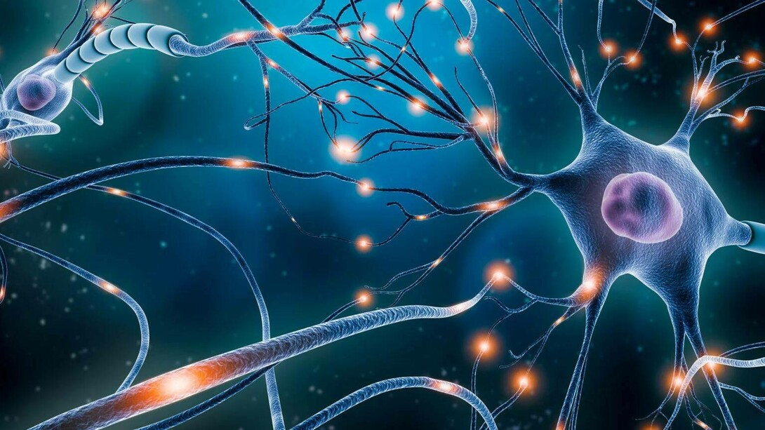 Genotype information processing and the principle of holographic representation