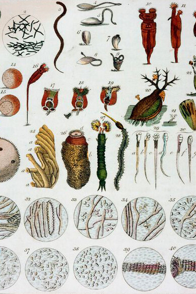 Une vue microscopique des différents animalcules, gravée par John Pass d'après une illustration de Daniel Dodd, publiée par J. Wilkes, 1796