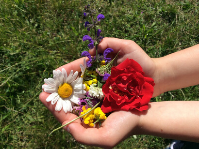 Raccolta di fiori