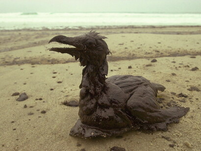 Ave embadurnada de «chapapote»: más allá de la catástrofe ecológica, el derrame del «Prestige» se considera el tercer accidente más costoso de la historia