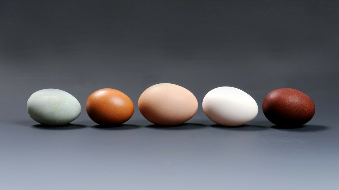 Eggs are among the main food sources of choline