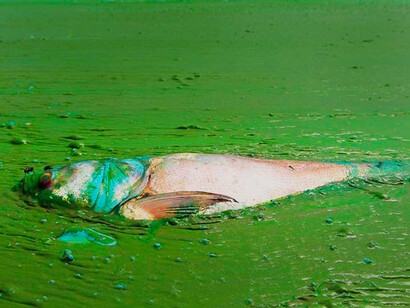 Toxic lakes: blue green algae in Dianchi Lake, China