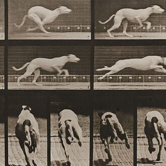 Eadweard Muybridge, Human and animal locomotion, Plate 710. Dog; galloping; white racing hound Maggie (detail), 1887. Courtesy of Krakow Witkin Gallery