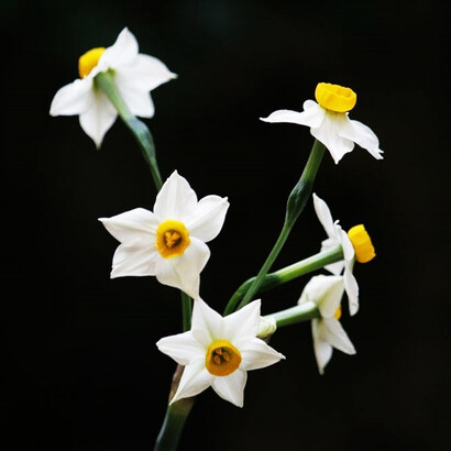 Il narcisista è privo di empatia, ma tanto ricco di manie di grandezza e arroganza