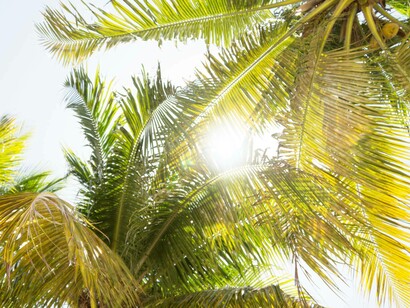 Trees of Florida, USA; a phenomenon of some people fleeing the Sunshine State because of Florida politics