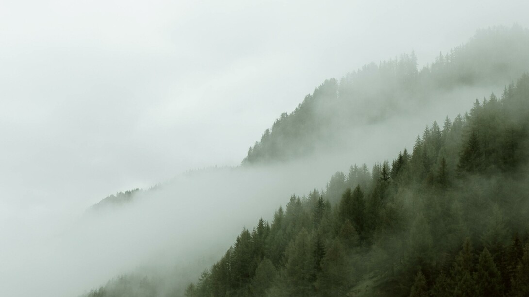 Foggy forest, Great Britain