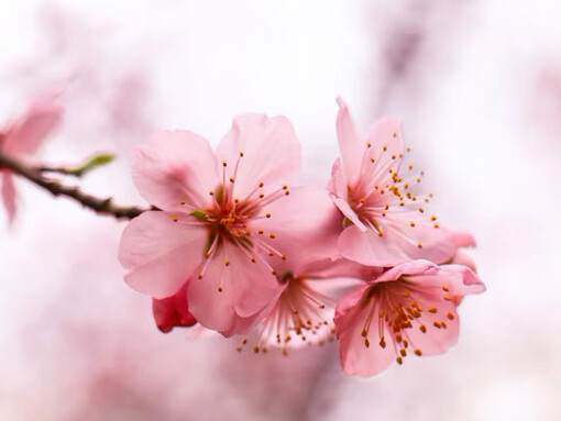 Flores de cerezo japonés, representa inocencia, la sencillez, la belleza de la naturaleza y el renacimiento que trae la primavera