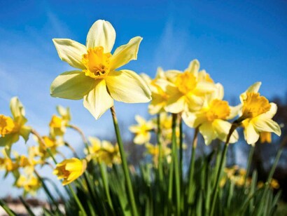 Narcisos amarillos