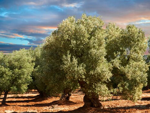 It is estimated that there are more than 215 million olive trees in Spain, covering over 5.000.000 acres