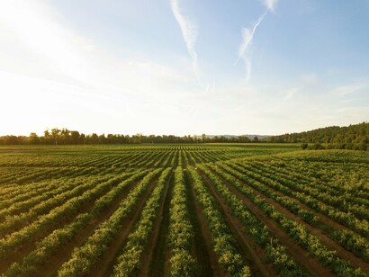 Vineyard cultivation in Oregon, USA