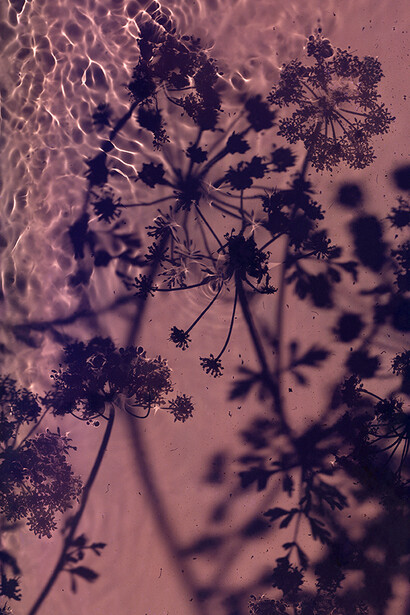 Susan Derges, River Bovey - Water Drop Wort. Courtesy of the artist and Purdy Hicks Gallery