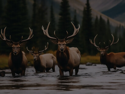 The untethered beauty of nature's landscape as a herd of wild elk freely roams, creating a picturesque tableau of untamed wilderness