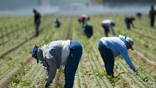 People working hard in a plantation