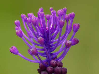 Apice infiorescenza (ciuffo di fiori sterili) di Muscari comosum