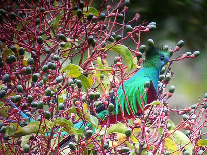 Resplendent Quetzal