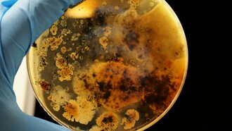 Une boite de Pétri est une boite transparente dans laquelle on coule de l'agar, matière gélatineuse neutre, additionnée des diverses substances dont on veut tester l'effet, dont des nutriments. Ce milieu permet de cultiver des bactéries ou des micro-champignons