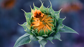 A budding sunflower, ready to burst