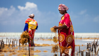 Harvesting seaweed by hand at low tide in Jambiani, a village in Unguja, Tanzania