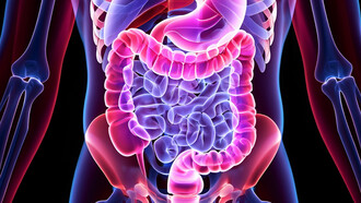 Die Ernährung beeinflusst die Struktur, Zusammensetzung und Funktion des menschlichen Darmmikrobioms