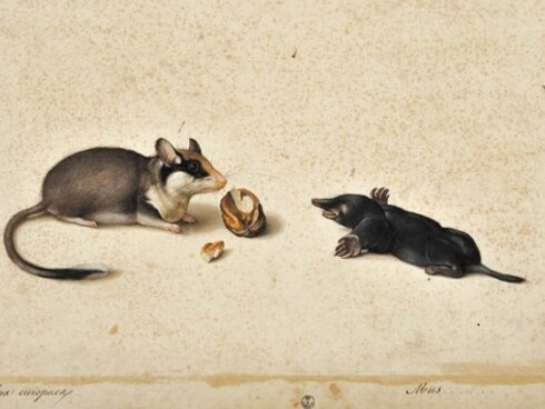 Jacopo Ligozzi, Naturalia