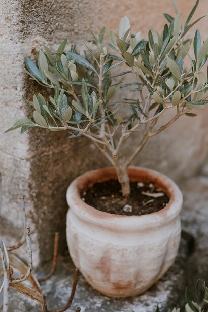 La Xylella fastidiosa ha avuto un impatto devastante sugli uliveti pugliesi, mettendo a rischio un settore vitale per l'economia regionale