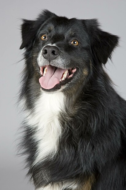 A long-haired dog