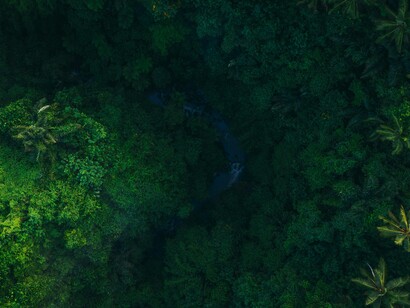 La biodiversità della foresta pluviale indonesiana include la pianta Akar Kuning, nota per le sue proprietà medicinali