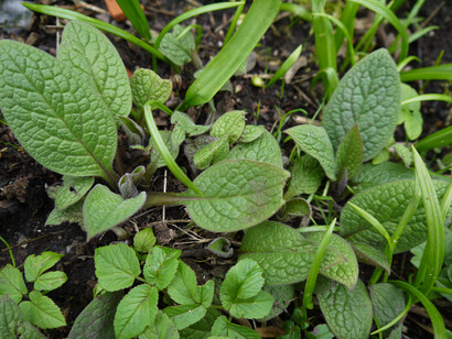Symphytum officinale (foglie)