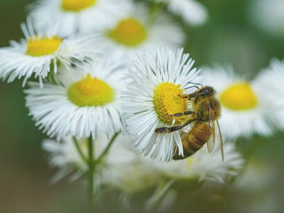 A busy bee gathers nectar from delicate white daisies, showcasing the harmonious balance of nature