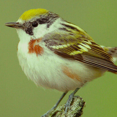 Pennsylvania Warbler