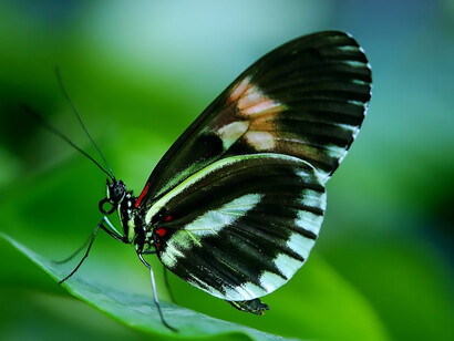 The vibrant butterfly serves as a symbol of nature's exquisite beauty