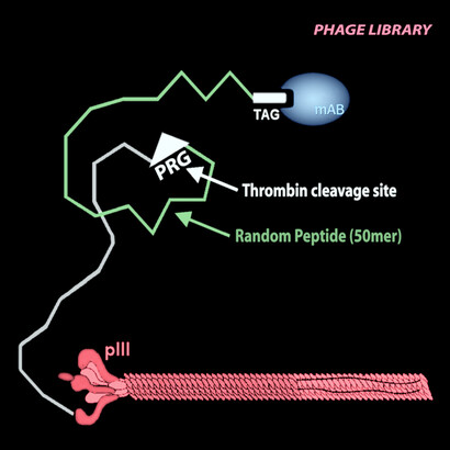 The phage display scheme for the production of never-born proteins. Proline-arginine-glycine (PRG) is a substrate for thrombin, and TAG is the antibody target. (Modified from Chiarabelli *et al*., 2006, part I and II).