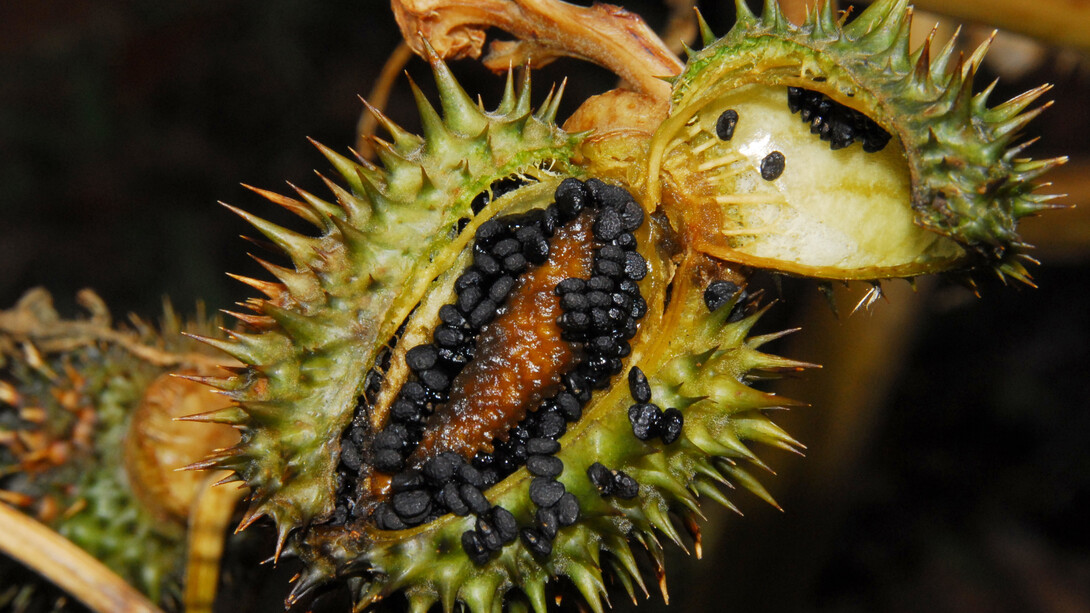 Erba del diavolo (Datura stramonium - semi)