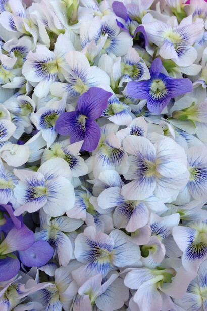 Fiori di viola