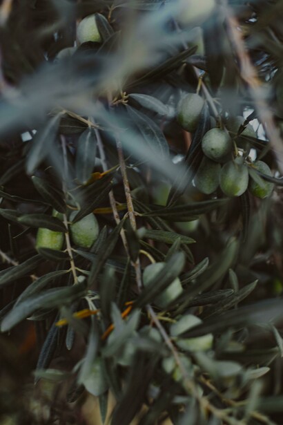 O cuidado com as oliveiras transcende a simples limpeza, sendo uma prática que honra o equilíbrio entre homem e natureza
