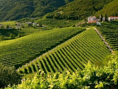 A vineyard landscape in Italy