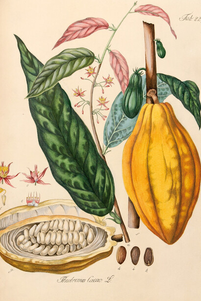 Theobroma Cacao